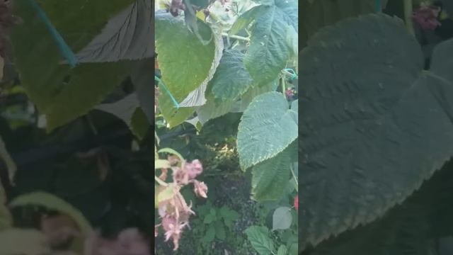 Малина Вайолет 28 09 23