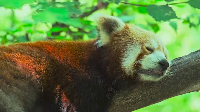 Невероятная жизнь диких животных!...