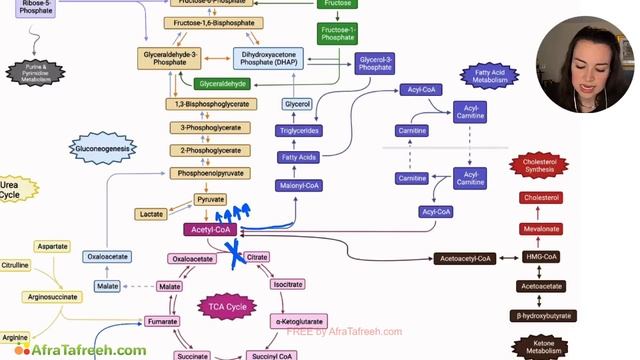 Ethanol Metabolism Applications Across Biochemistry atf