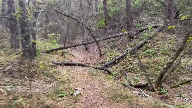 Срывает ветер листья