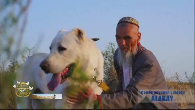 Один день с туркменским чабаном и его помощником