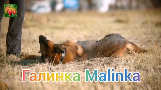 Колесниковы /Случилось страшное /Обзор Влогов /Шок Обзор /Семья Колесниковых /