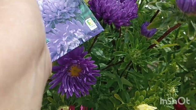 Однолетние цветы - ожидание и реальность