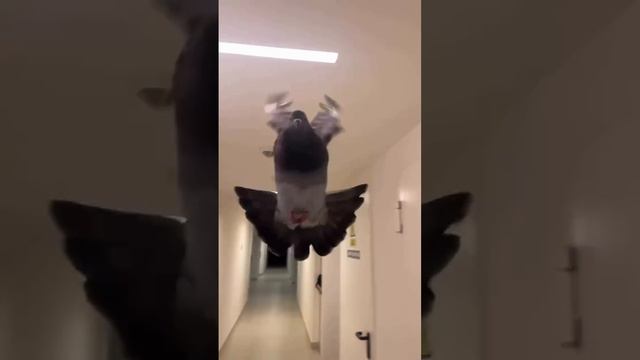 Голубь