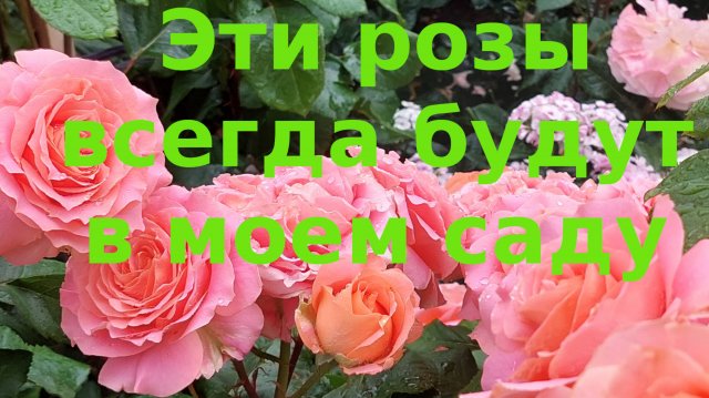 Розы. Эти всегда будут со мной