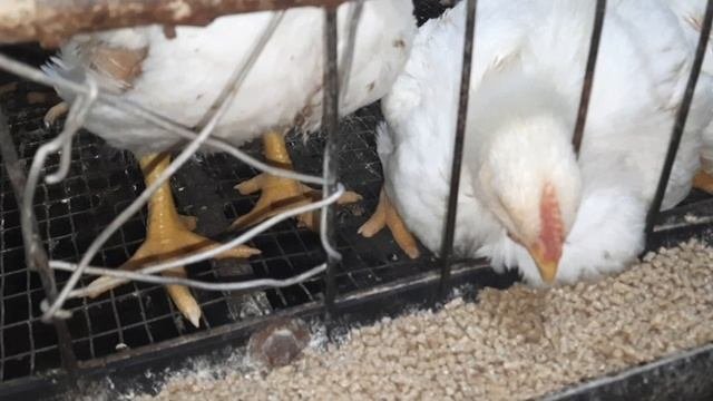 Домашние бролеры