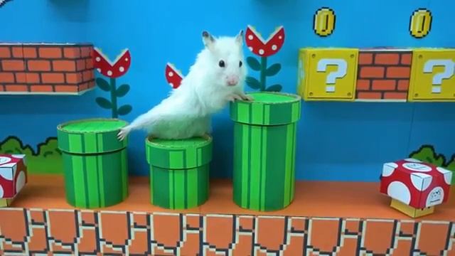 Хомяк в лабиринте 2