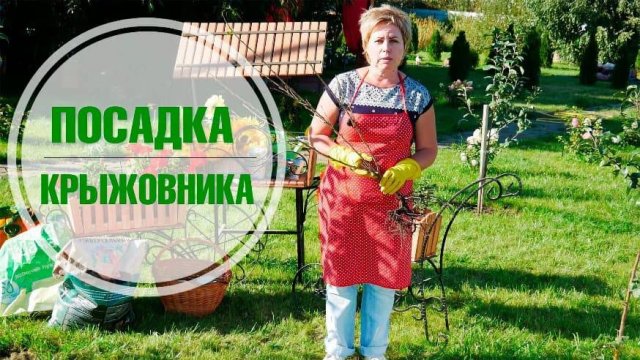 Посадка крыжовника осенью,  размножение крыжовника