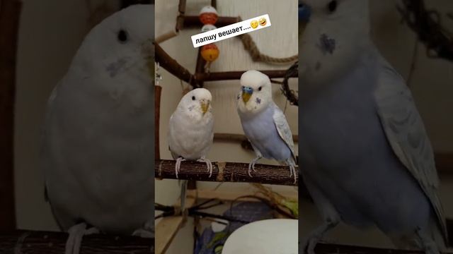 Я подарю тебе....