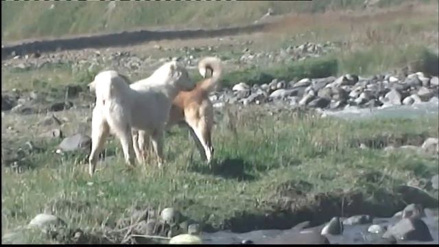 Чабаны