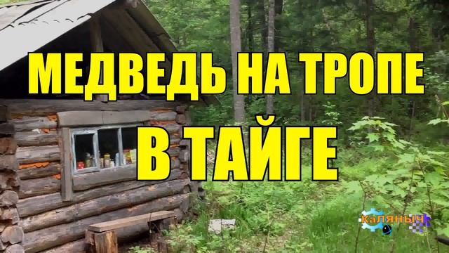 0954 - МЕДВЕЖЬЯ ТРОПА _ ТАЙГА