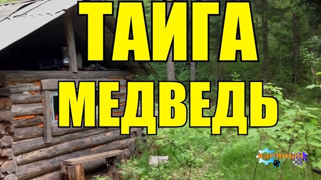 1048 - МЕДВЕДЬ ШАЛУН _ ТАЙГА