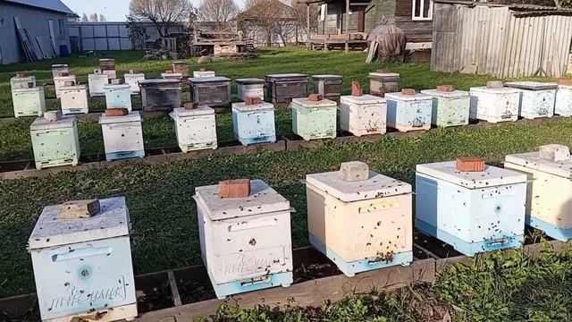 Амитраз. Лить или не лить - вот в чем вопрос. (23.10.2024)