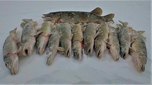 ЩУКИ К НОВОГОДНЕМУ СТОЛУ КЛЕВАЛИ БЕЗ АППЕТИТА И НЕКОТОРЫЕ ДАЖЕ С НАМИ ДОМОЙ ПОЕХАЛИ! С НАСТУПАЮЩИМ!