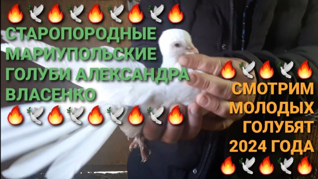 🔥🔥🔥Старопородные мариупольские голуби в Родионово-Несветайской слободе. Смотрим молодёжь 2024г.