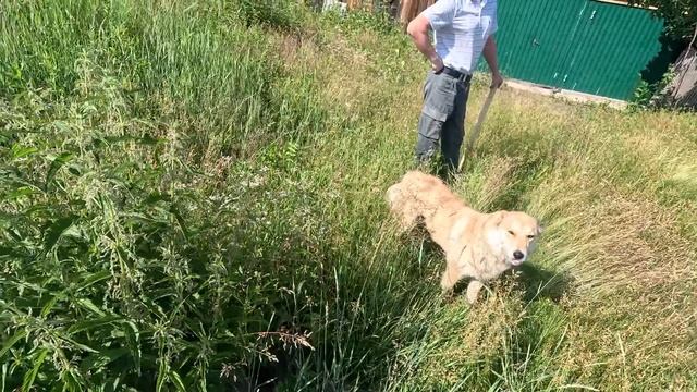 Заимка на Урале | Кто гадит на самом деле | Война с соседями | История покупки Дома на заимке