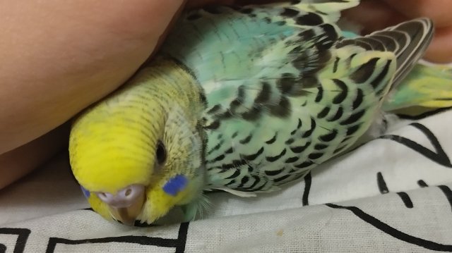 Птичка