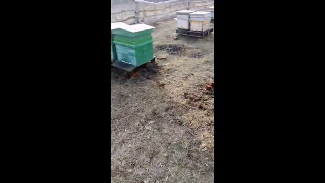 Продаем пчел Брянская область