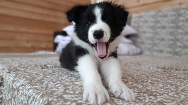 Щенку Бордер колли купили новую лежанку _ очень смешно)