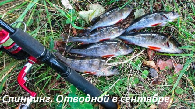 Отводной поводок! Учусь ловить окуня осенью! Рыбалка в сентябре. Окунь на спиннинг.