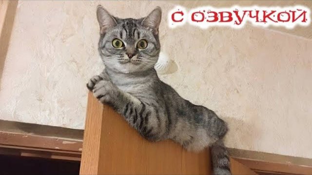 Приколы с котами! С ОЗВУЧКОЙ! СМЕШНЫЕ КОТЫ 2025! Самые смешные животные - Я РЖАЛ ДО СЛЕЗ!