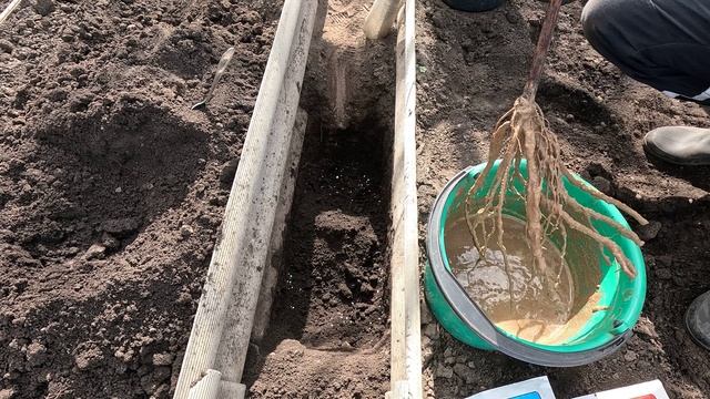 Посадка однолетнего саженца винограда весной