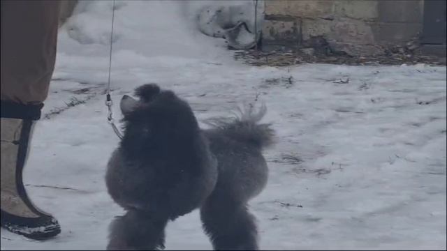 Джентли Борн Норберт. Пудель миниатюрный