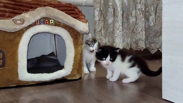 Милые котята ждут свою маму-кошку.