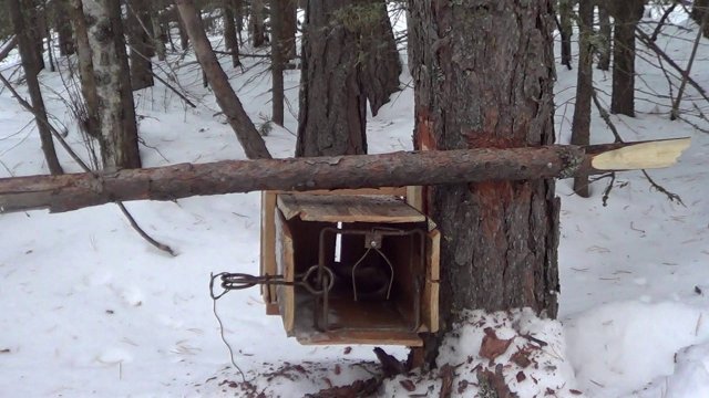 Охота на соболя капканами. сезон 24-25г. / ПЕРЕСТАВЛЯЮ ЯЩИКИ И МЕНЯЮ ПРИМАНКУ