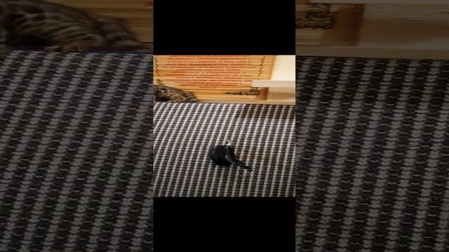 Бенгальчикам 2 месяца