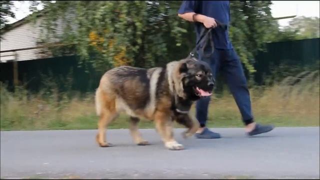 SIBIRSKII VITYAZ' VARVARA   кавказская овчарка