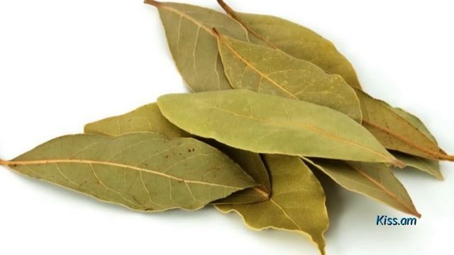 Ինչ է անում դափնու տերևը ենթաստամոքսային գեղձի հետ