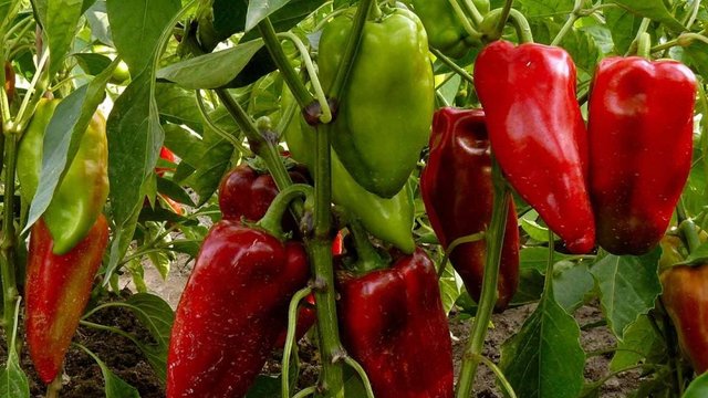 Крупноплодные трудяги! Какой он вырос