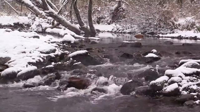 Сказочная красота в лесу во время первого снегопада