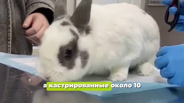 Кастрация кролика