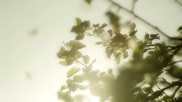 vladimir-voronov-legenda_(videomega.ru) (1)