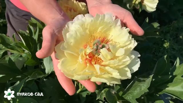 Garden treasure peony. Гарден треже пион. Пулков сад