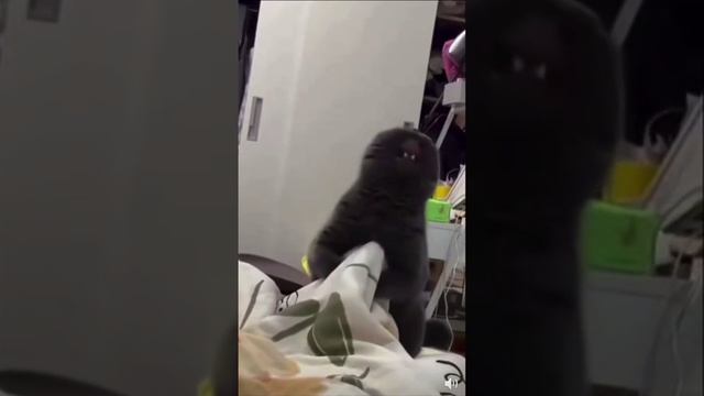 Аццкий котэ