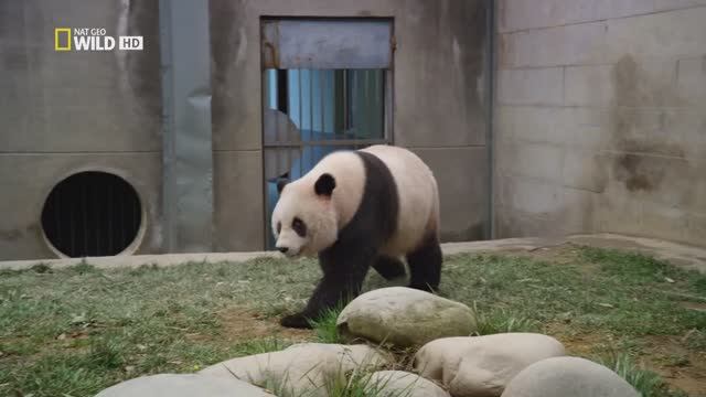 Гигантские панды (документальный фильм, 2013)
