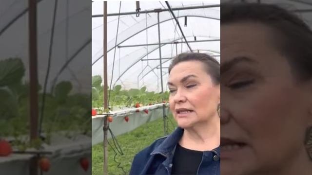 Сорт БРИНА