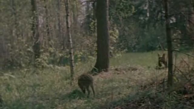 Рысь выходит на тропу