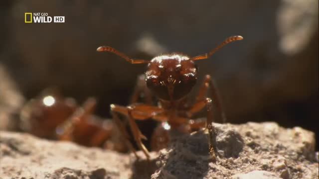 Город муравьёв (документальный фильм, 2010)
