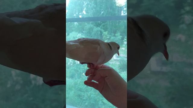 Смеющаяся горлица