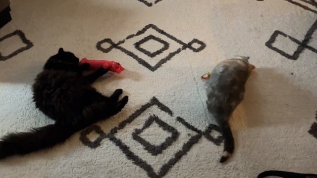 #Kitty play time 💕  #Kitties