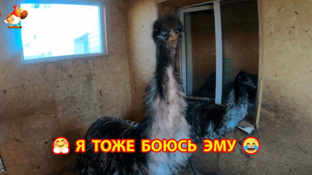 Эму я тоже боюсь. Иногда страусы сердятся.