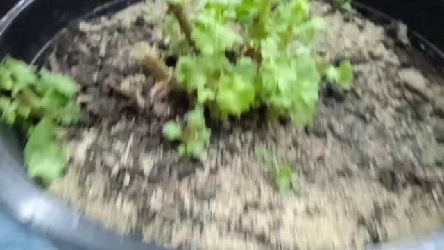 Начинаю черенкование корейской хризантемы.