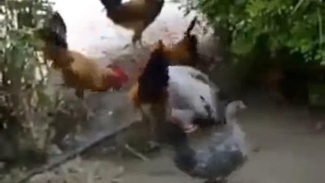 Gang Rape