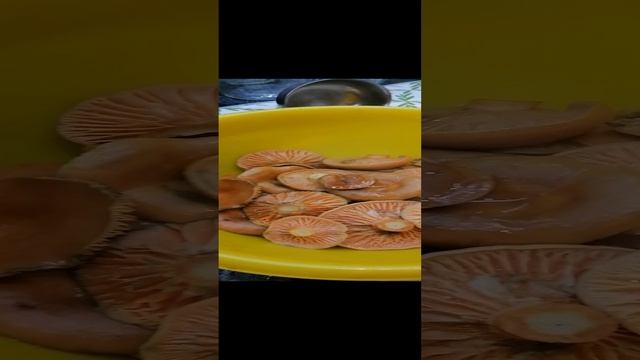 Солим Рыжики горячим способом.