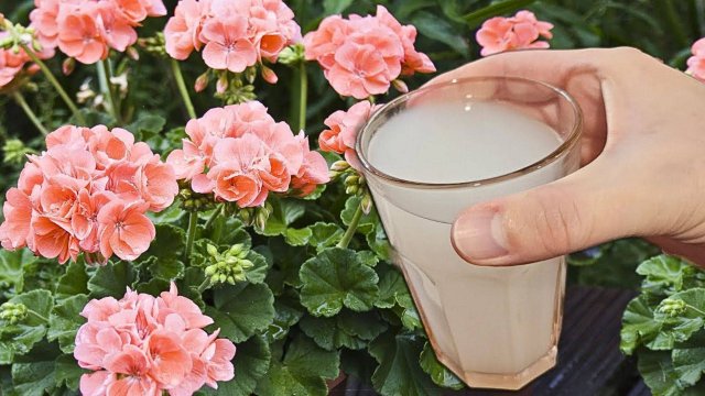 Простая подкормка для пышного цветения: проверенный рецепт для всех комнатных растений