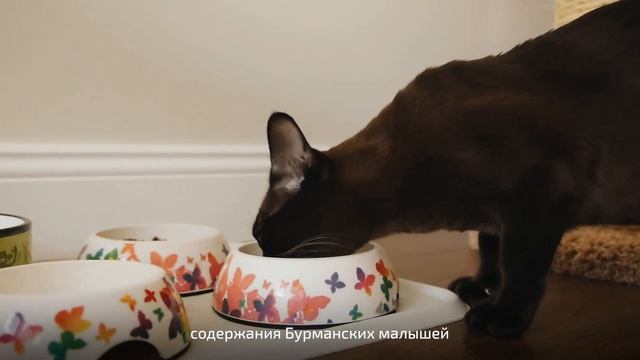 О бурманской породе кошек. Питомник бурманских кошек Freya Way*RU